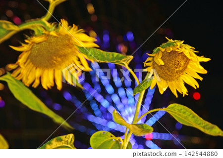 夜間開花的向日葵 夜間開花的向日葵 142544880