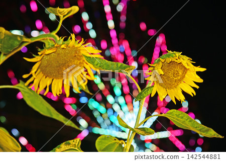 夜間開花的向日葵 夜間開花的向日葵 142544881
