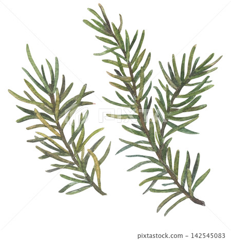 Set of evergreen conifer branches. The Christmas tree twigs. Spruce or pine needles. Hand-drawn watercolor illustration , isolated on a white background. Perfect for New Year, Christmas, winter decor Set of evergreen conifer branches. The Christmas tree twigs. Spruce or pine needles. Hand-drawn watercolor illustration , isolated on a white background. Perfect for New Year, Christmas, winter decor 142545083