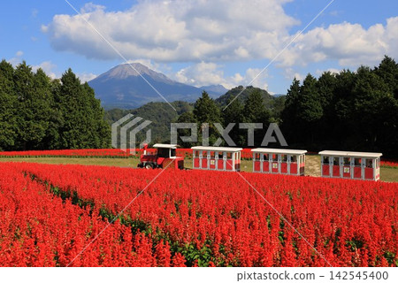 一列花車和鼠尾草沿著鮮花覆蓋的山坡蜿蜒而行,俯瞰著大山。 一列花車和鼠尾草沿著鮮花覆蓋的山坡蜿蜒而行,俯瞰著大山。 142545400