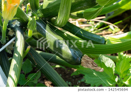 田間夏季蔬菜種植:西葫蘆種植(七月)- 家庭花園 田間夏季蔬菜種植:西葫蘆種植(七月)- 家庭花園 142545694
