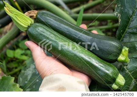 A man holding a zucchini, a summer vegetable grown in his home garden (July). 142545700