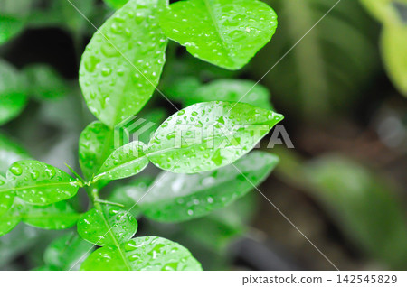 Pomelo leaf ,Pampelmoose or Citrus maxima or RUTACEAE plant and rain drople tor dew drop Pomelo leaf ,Pampelmoose or Citrus maxima or RUTACEAE plant and rain drople tor dew drop 142545829