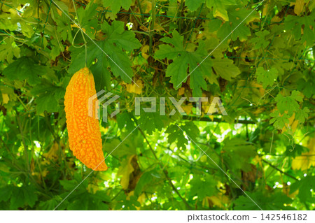 Bitter melons (goya) that have ripened and turned yellow in the field (August) - Home garden Bitter melons (goya) that have ripened and turned yellow in the field (August) - Home garden 142546182