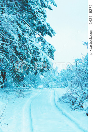Road in a snowy forest. Pine trees covered with snow. Winter nature. Nature winter background. Christmas background Road in a snowy forest. Pine trees covered with snow. Winter nature. Nature winter background. Christmas background 142546273