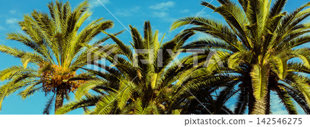 Tropic palm trees against the blue sky 142546275