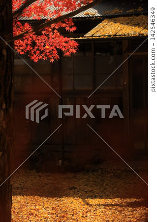 木山寺的秋葉：美麗的秋景，紅楓葉和黃銀杏葉交相輝映。 142546349