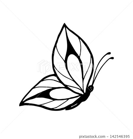 Vector illustration of funny butterflies. Line art drawing of butterflies. Vector illustration of funny butterflies. Line art drawing of butterflies. 142546395