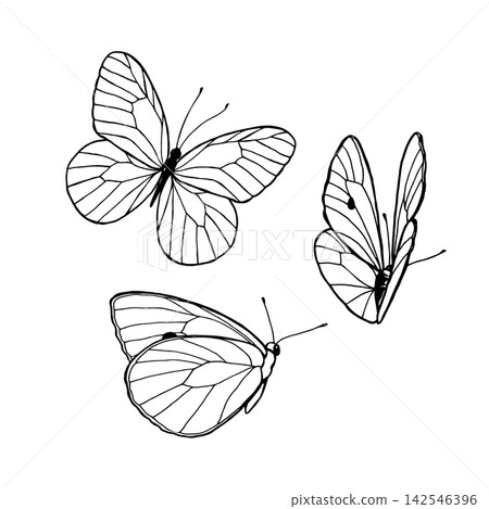 Black-and-white illustration featuring butterflies. Decorative butterfly silhouette. Butterflies rendered in a simple style. Vector drawing of butterflies. Black-and-white illustration featuring butterflies. Decorative butterfly silhouette. Butterflies rendered in a simple style. Vector drawing of butterflies. 142546396