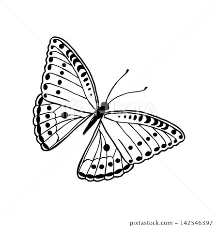 Vector illustration of funny butterflies. Line art drawing of butterflies. Vector illustration of funny butterflies. Line art drawing of butterflies. 142546397