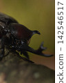 Beetles that come to our garden 142546517