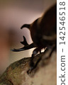 Beetles that come to our garden 142546518