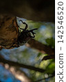 Beetles that come to our garden 142546520