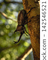 Beetles that come to our garden 142546521