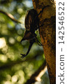 Beetles that come to our garden 142546522