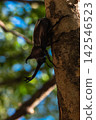 Beetles that come to our garden 142546523
