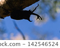 Beetles that come to our garden 142546524