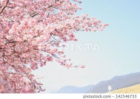 盛開的櫻花在藍天中閃耀 盛開的櫻花在藍天中閃耀 142546733