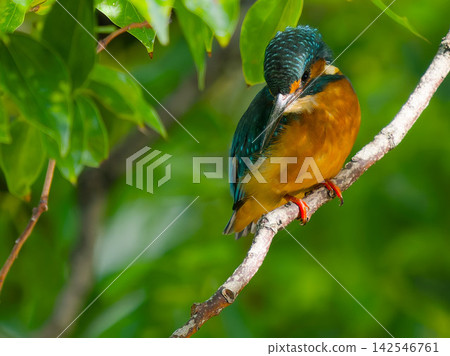 一隻翠鳥棲息在綠樹蔭下的樹枝上。 一隻翠鳥棲息在綠樹蔭下的樹枝上。 142546761