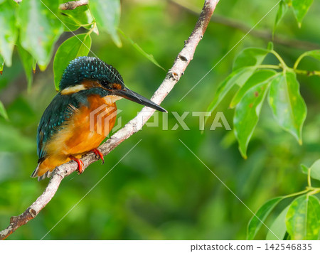 一隻翠鳥棲息在綠樹成蔭的樹枝上。 一隻翠鳥棲息在綠樹成蔭的樹枝上。 142546835