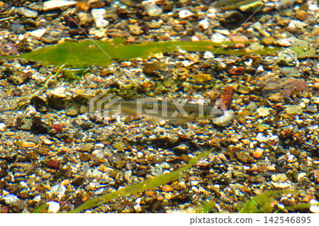 Hariyo (a type of fish) - Jizo River Hariyo (a type of fish) - Jizo River 142546895