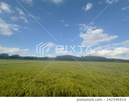 藍天下的秋日鄉村景色 藍天下的秋日鄉村景色 142546914