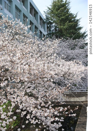 櫻花的風景 櫻花的風景 142546915