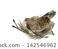 Watercolor illustration of a turtle dove incubating eggs [Hand-drawn] White background, cutout, with space for copying 142546962