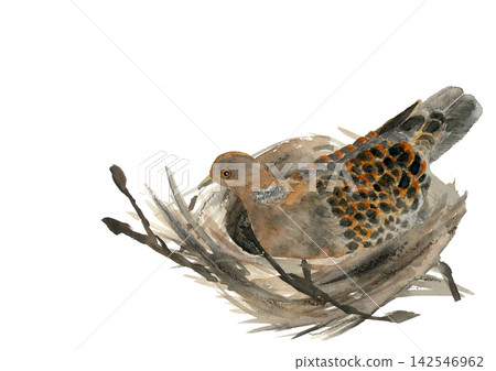 Watercolor illustration of a turtle dove incubating eggs [Hand-drawn] White background, cutout, with space for copying 142546962
