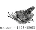 A monochrome watercolor illustration of a turtle dove incubating eggs [hand-drawn] with a white background, cutout, and copy space. 142546963