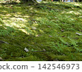 公園、苔蘚、蕨類植物 142546973