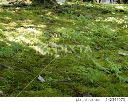 公園、苔蘚、蕨類植物 142546973