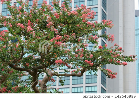 市中心的紫薇花盛開 市中心的紫薇花盛開 142546989