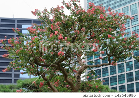 市中心的紫薇花盛開 市中心的紫薇花盛開 142546990
