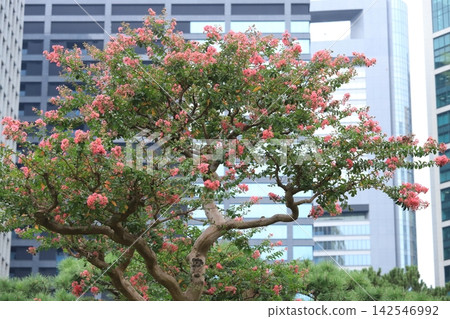 市中心的紫薇花盛開 市中心的紫薇花盛開 142546992