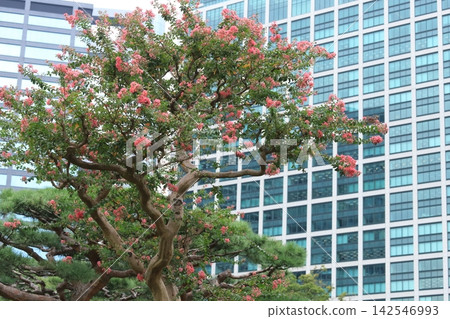 市中心的紫薇花盛開 市中心的紫薇花盛開 142546993