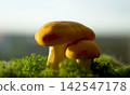 Two fresh golden chanterelle mushrooms growing in soft green moss closeup against a blurry natural background, perfect for culinary blogs, organic food packaging and autumn harvesting concepts. 142547178