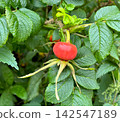 Ripe bright red rose hip close up on a branch with textured green leaves in the garden, ideal for organic cosmetics, natural traditional medicine and botanical designs. 142547189