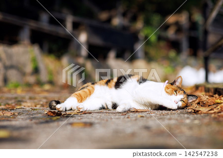 Stray cats in Senkoji Park, Onomichi Stray cats in Senkoji Park, Onomichi 142547238