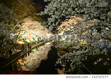 The illuminated cherry blossoms at night and the fantastical reflection of the cherry trees on the river surface. The illuminated cherry blossoms at night and the fantastical reflection of the cherry trees on the river surface. 142547277