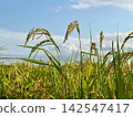 Rice stalks ripening under a blue sky 142547417