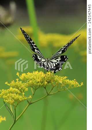 燕尾蝴蝶吮吸花蜜 燕尾蝴蝶吮吸花蜜 142547445