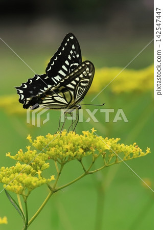Swallowtail butterfly sucking flower nectar Swallowtail butterfly sucking flower nectar 142547447