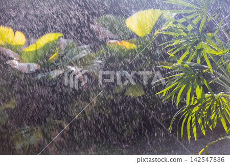 Intense Tropical Rainfall Droplets Hitting Raphis Palm Leaves, Concept of Climate Change and Flash Flooding. Intense Tropical Rainfall Droplets Hitting Raphis Palm Leaves, Concept of Climate Change and Flash Flooding. 142547886