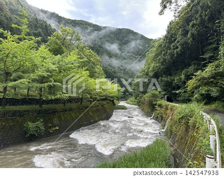 A muddy torrent flows through a forest of fresh green leaves ☆mar_lapin A muddy torrent flows through a forest of fresh green leaves ☆mar_lapin 142547938