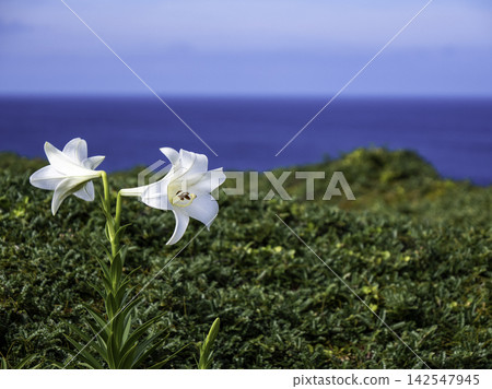 Two trumpet lilies overlooking the sea at Higashi-Hennazaki Cape. Two trumpet lilies overlooking the sea at Higashi-Hennazaki Cape. 142547945