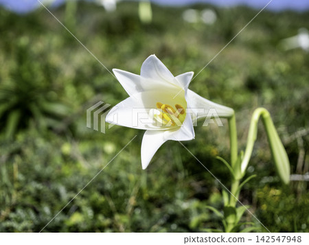Easter lilies blooming in the grassy beach at Higashi-Hennazaki Cape Easter lilies blooming in the grassy beach at Higashi-Hennazaki Cape 142547948