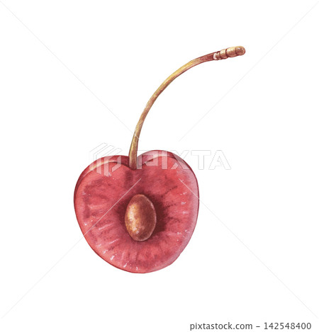 Cherry half with pulp and pit. Hand-painted watercolor illustration isolated on white for packaging, branding, food labels, jam, logo, recipes, desserts, beverages, cookbooks, stickers, print design Cherry half with pulp and pit. Hand-painted watercolor illustration isolated on white for packaging, branding, food labels, jam, logo, recipes, desserts, beverages, cookbooks, stickers, print design 142548400