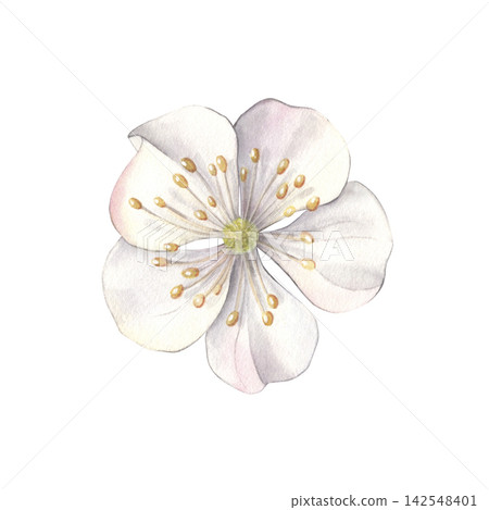 Cherry blossom. Hand-painted watercolor illustration isolated on white for packaging, branding, gardening, stationery, cosmetic, tea, logo, label, print, educational materials, sticker, wedding design Cherry blossom. Hand-painted watercolor illustration isolated on white for packaging, branding, gardening, stationery, cosmetic, tea, logo, label, print, educational materials, sticker, wedding design 142548401