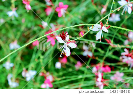 [Aomori] Autumn in Towada: Gaura trees planted along the Towada City government office street. 142548458